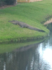 Alligator mississippiensis