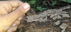 Xenodon rabdocephalus