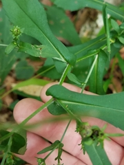Symphyotrichum prenanthoides