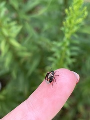 Cosmopepla lintneriana