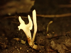 Ramariopsis minutula