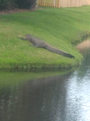 Alligator mississippiensis