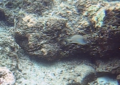 Acanthurus xanthopterus