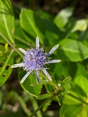 Eryngium integrifolium