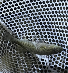 Micropterus dolomieu