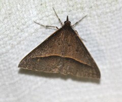 Epidesmia chilonaria