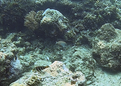Acanthurus xanthopterus