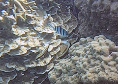 Abudefduf sexfasciatus
