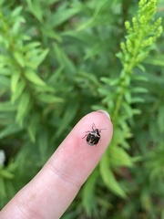 Cosmopepla lintneriana