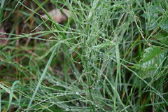 Equisetum