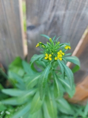 Erysimum cheiranthoides