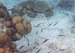 Pterocaesio trilineata