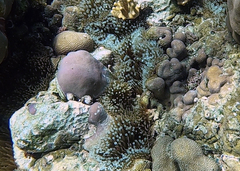 Entacmaea quadricolor