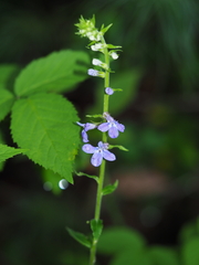 Lobelia puberula