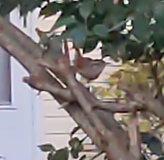 Thryothorus ludovicianus