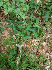 Symphyotrichum prenanthoides