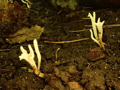 Ramariopsis minutula