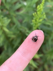 Cosmopepla lintneriana