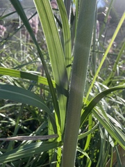 Cortaderia jubata