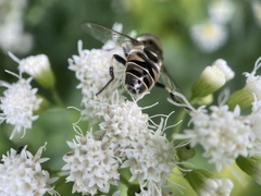 Eristalis dimidiata