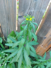 Erysimum cheiranthoides