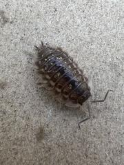 Oniscus asellus
