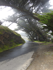 Cupressus macrocarpa