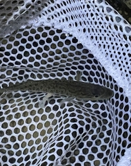 Micropterus dolomieu