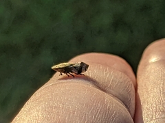 Lepyronia quadrangularis