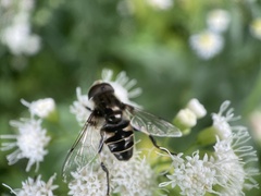 Eristalis dimidiata