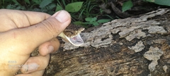 Xenodon rabdocephalus