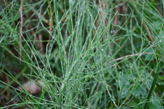 Equisetum