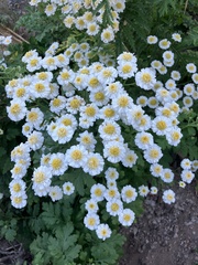 Tanacetum parthenium