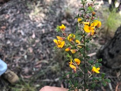 Pultenaea scabra