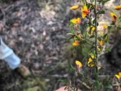 Pultenaea scabra