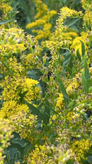 Solidago