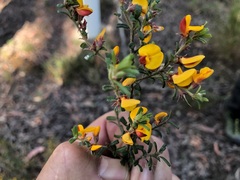 Pultenaea scabra