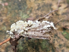 Akanthomyces tuberculatus