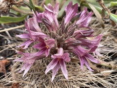 Aphyllon californicum