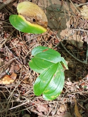 Maianthemum canadense