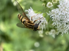 Helophilus fasciatus