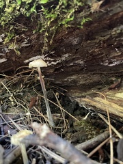 Marasmius siccus