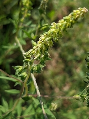 Ambrosia artemisiifolia