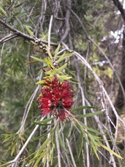 Melaleuca citrina