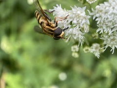 Helophilus fasciatus