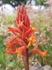 Dichromanthus cinnabarinus