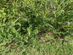 Ambrosia artemisiifolia