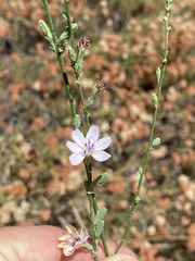 Stephanomeria virgata