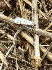 Utetheisa pulchelloides