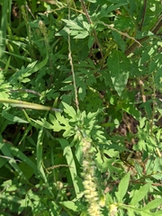 Ambrosia artemisiifolia